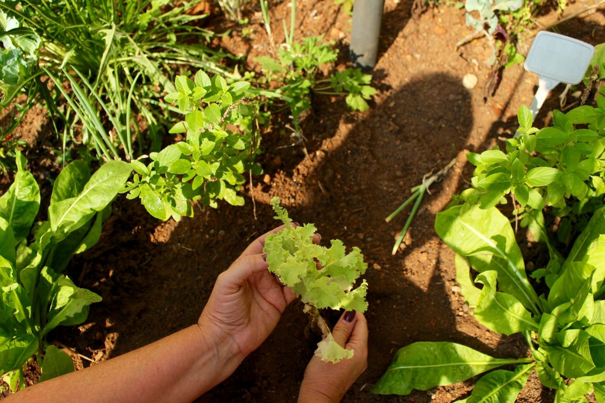 Home Garden