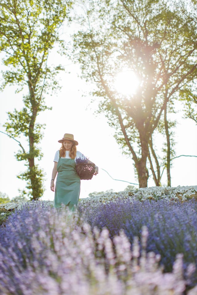 Tuincentrum en Lavendel Snoeien: Alles voor een Gezonde en Geurige Tuin