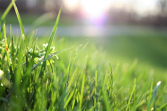 Tuincentra en Tuinplanten: Alles voor een Groene en Gezellige Tuin